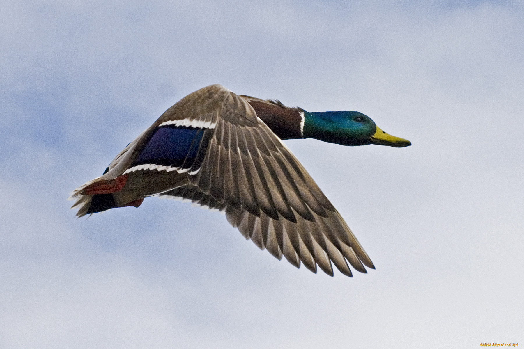 mallard, on, the, move, , , , , 